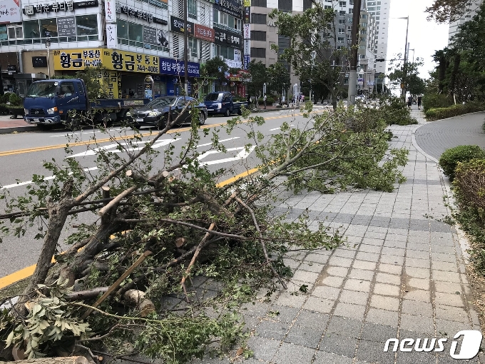 부산 마린시태 일대 가로수가 맥없이 쓰러졌다.2020.9.3/© 뉴스1 이유진 기자