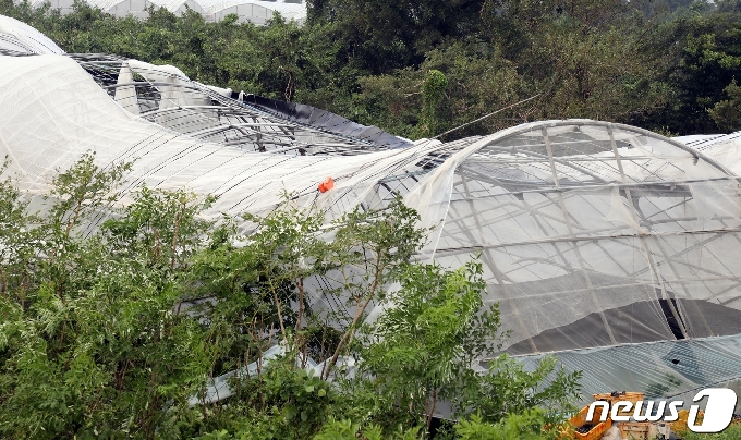 3일 제9호 태풍 '마이삭'이 지나간 제주 제주시 어음리의 한 상추밭 하우스가 강풍에 쓰러진 모습. 지난 2일 밤 한라산에 1000mm가 넘는 폭우와 초속 40m 이상의 강풍을 동반한 제9호 태풍 '마이삭(MAYSAK)'이 제주를 통과하면서 크고 작은 피해가 속출했다. 3일 오전 4시까지 접수된 태풍 관련 피해 신고는 총 616건이다. 2020.9.3/뉴스1 © News1 홍수영 기자
