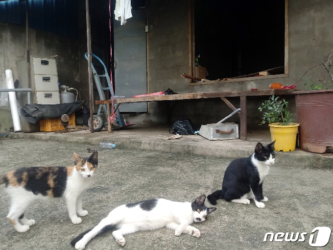 8일 전남 나주시 다시면 가흥리의 한 주택에서 침수피해 보수공사가 진행 중인 가운데 고양이들만 한가로이 노닐고 있다. /© News1