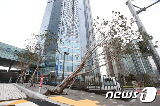 제10호 하이선 (HAISHEN)이 북상한 7일 오전 부산 해운대의 한 거리에 가로수가 쓰러져 있다. 2020.9.7/ 사진 = 뉴스 1