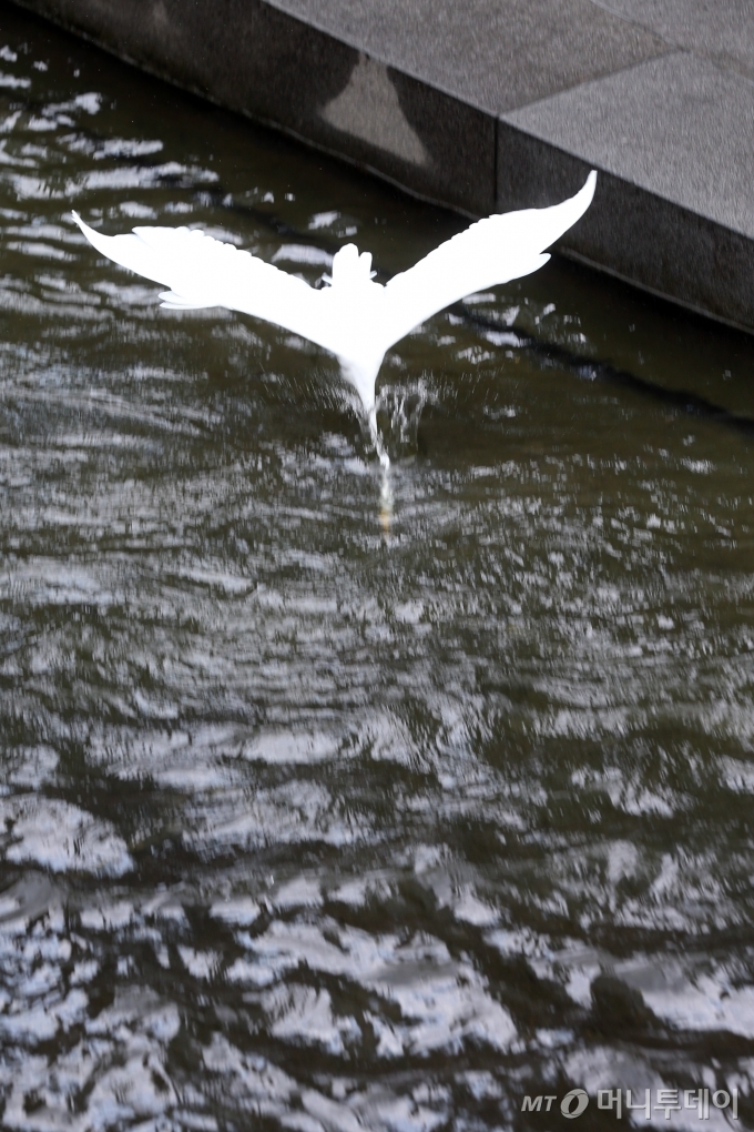 가을이 본격적으로 시작하는 백로(白露)가 하루 지난 8일 오후 갑작스런 소나기로 출입이 통제된 서울 청계천에 백로(白鷺)가 찾아와 노닐고 있다. / 사진=임성균 기자 tjdrbs23@