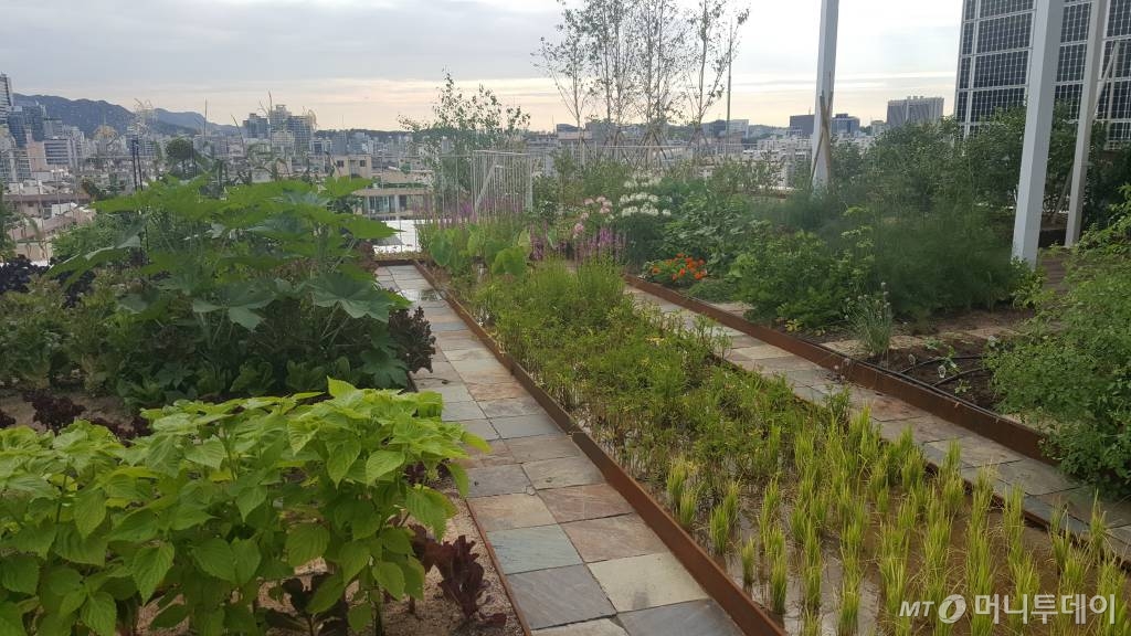 서울 강남 한 사옥의 옥상에 마련된 텃밭에 사과나무, 블루베리, 벼, 각종 채소 등 30여종의 농작물을 재배되고 있다. /사진=머니투데이 DB