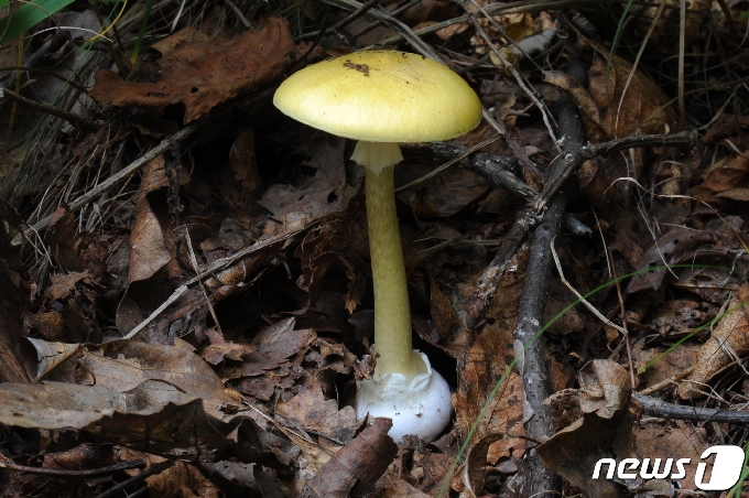 개나리광대버섯 /© 뉴스1
