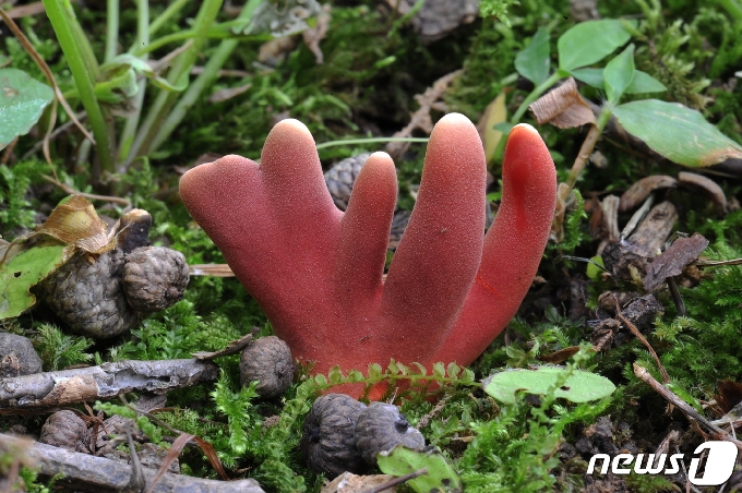 붉은사슴뿔버섯 /© 뉴스1