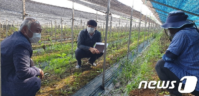 8월 호우로 침수된 전북 완주군 용진읍 왕정열씨의 인삼밭을 찾은 소완섭 전북 완주군의원(왼쪽 첫번째)와 신인성 전북인삼농협 조합장(가운데)..2020.9.24 /뉴스1 © News1 김동규 기자