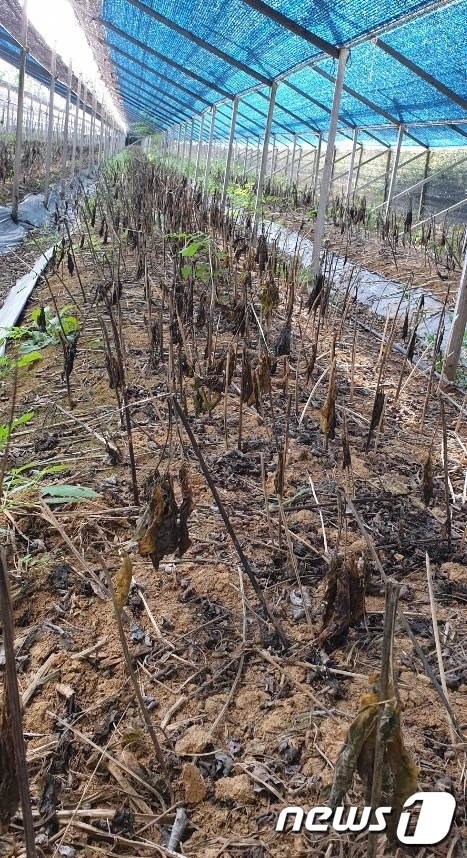8월 호우로 침수된 전북 완주군 용진읍 왕정열씨의 인삼이 최근 모두 죽어버렸다.2020.9.24 /뉴스1 © News1 김동규 기자
