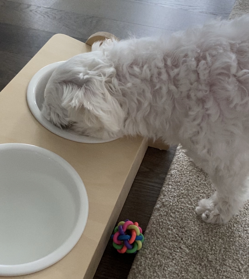 밥 먹는 똘이(6살)./사진=남형도 기자