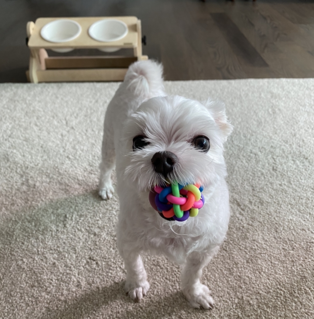 자주 놀아주는 것도 반려견 행복을 위한 필수요소다./사진=남형도 기자