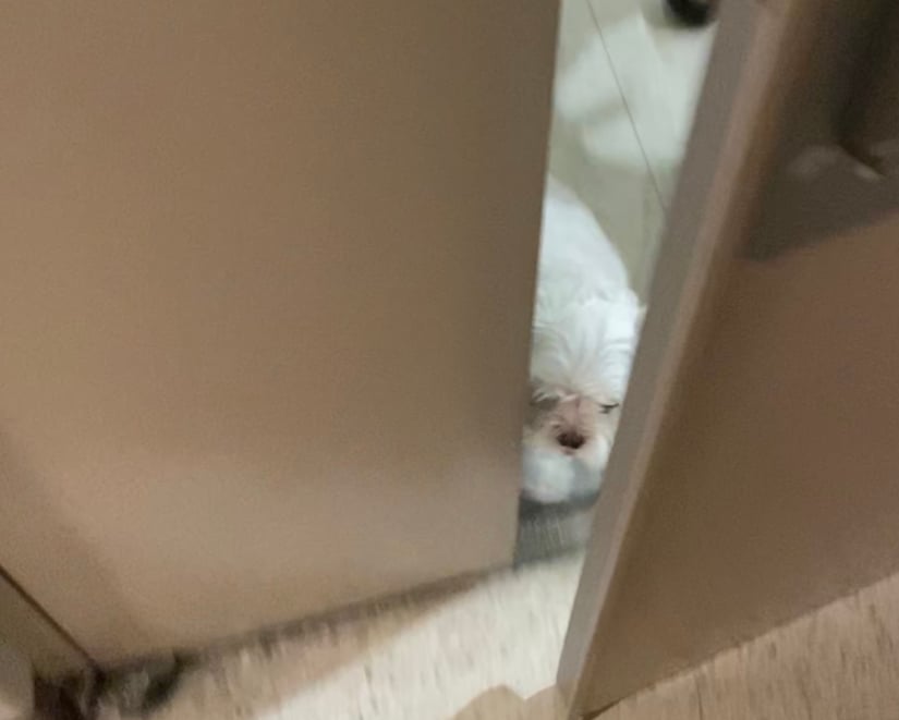 현관까지 나와서 기다린 반려견 똘이(6살)./사진=남형도 기자