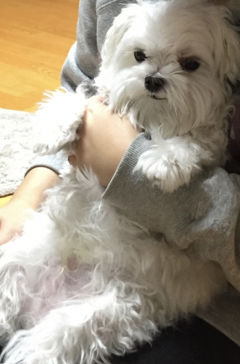 미용도 주기적으로 해줘야 한다. 두 달 넘어가면 이렇게 된다. 맨 위 강아지와 동일한 강아지다./사진=남형도 기자