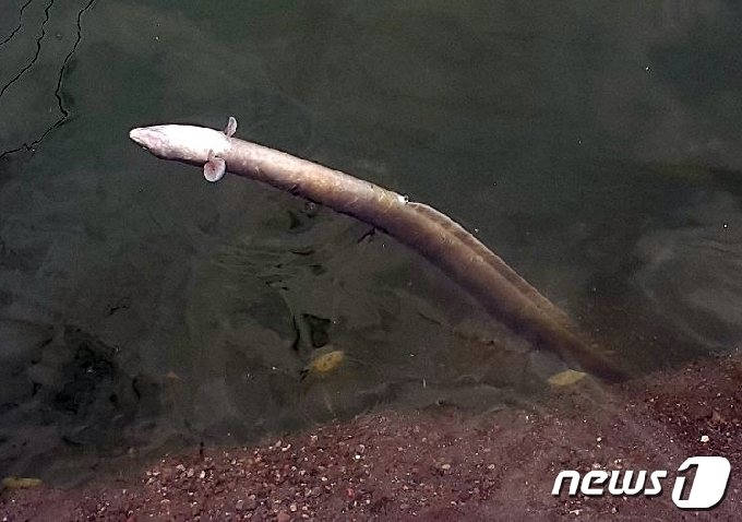 제주 제주시 신제주권 상수 공급량의 약 30%를 담당하는 하천 월대천이 말라가고 있다. 녹조 현상이 발생하고 서식하던 은어와 장어 등은 사라지고 있다. 2017년에는 집중호우로 인해 인근 오수펌프장이 넘치면서 오수가 월대천으로 유입돼 서식하던 은어와 장어들이 집단 폐사하는 사고도 발생했다.(외도동주민자치위원회 제공)2020.9.28/뉴스1© News1