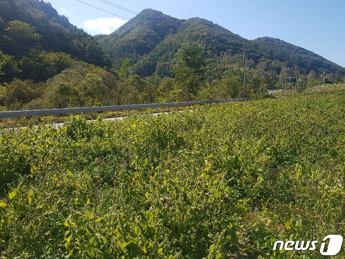 9일 아프리카돼지열병(ASF)이 발생한 강원 화천 상서면 한 양돈농장 진입로 주변 농경지.© 뉴스1