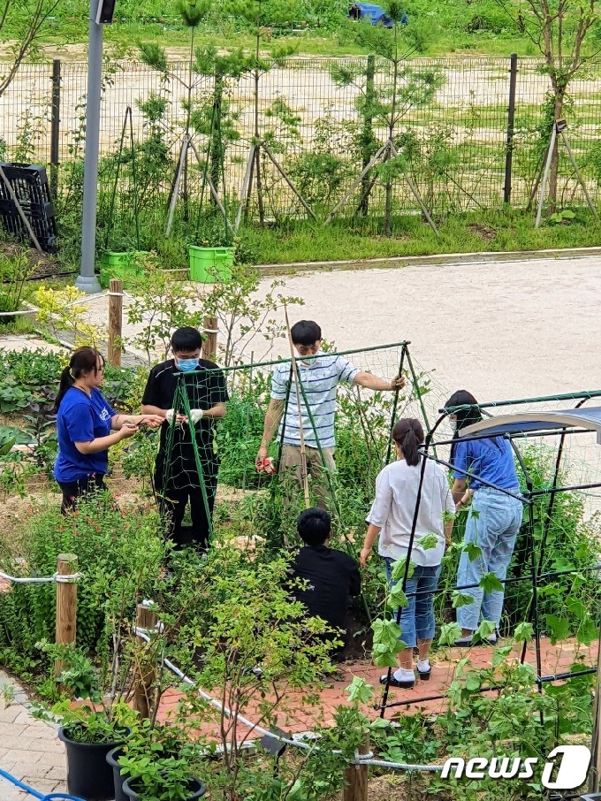 교내 텃밭에서 미세먼지 정화 식물 기르기, 콩나물 기르기 등 생태체험하는 학생들. /© 뉴스1