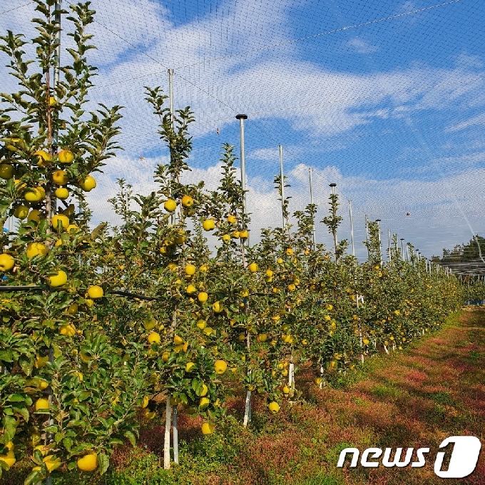 장성 황금사과 과수원. © News1