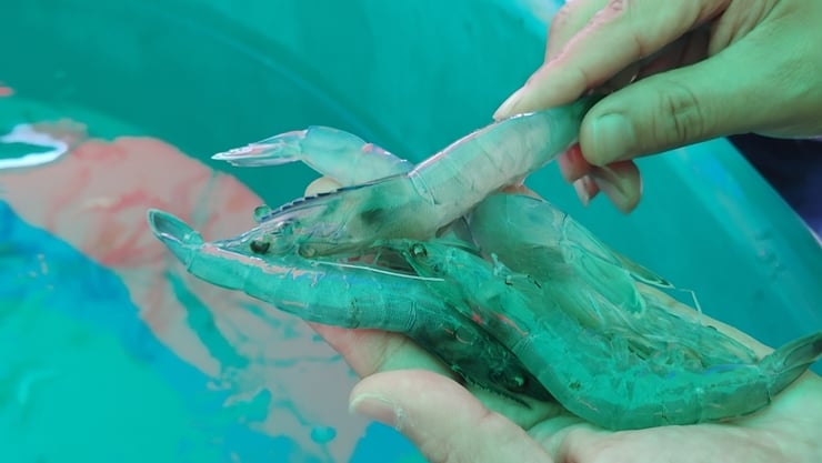 저염분 바이오플락 방식으로 키운 흰다리새우. /사진=국립수산과학원