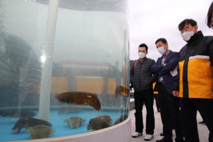 양식 2세대 갑오징어. /사진=국립수산과학원