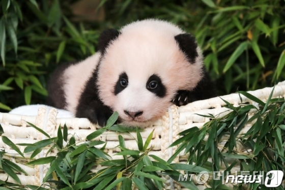 (용인=뉴스1) 조태형 기자 = 생후 107일이 된 아기 판다 '푸바오'가 4일 오전 경기도 용인시 에버랜드에서 공개되고 있다.  '행복을 주는 보물'이라는 의미를 가진 푸바오는 에버랜드 홈페이지와 공식 SNS 등 온·오프라인 투표를 통해 선정된 이름이다. 2020.11.4/뉴스1