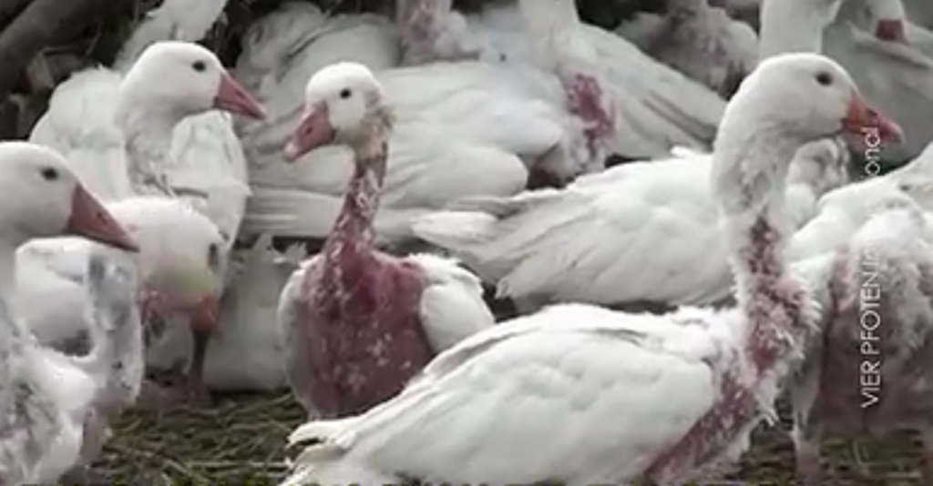 독자들이 보내준 오리털, 거위털 패딩과 오리털 침구들. 버릴 패딩이 있다면 보내달라고 했었다. 감사합니다. 원래 다 분해하려 했는데, 도저히 감당이 안 돼 자제했다. /사진=남형도 기자