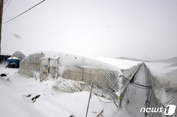 적설량 9.0㎝을 기록한 7일 오전 전남 나주시 삼포면 일대 비닐하우스에 눈이 쌓여있다.2021.1.7/뉴스1 © News1 정다움 기자