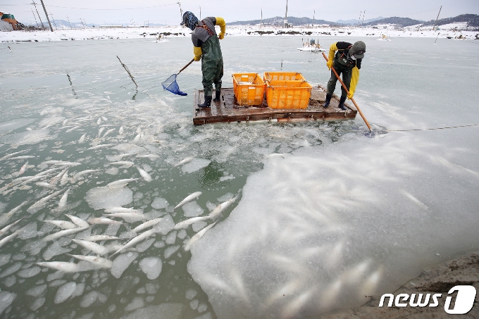11일 전남 무안군 해제면의 한 양식장에서 한파로 인해 1만여마리의 숭어가 동사, 어민이 숭어를 건져내고 있다. 2020.1.11/뉴스1 © News1 황희규 기자