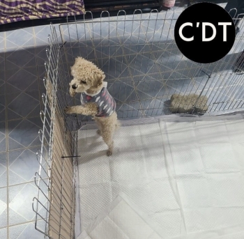 시컴스를 새벽에 패대기쳐 죽인 학대자./사진=동물자유연대