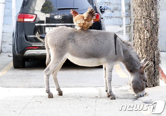 13일 서울 강남구 신사역 사거리 인근 도로에 당나귀들이 돌아다닌다는 신고가 접수됐다. 사진은 2017년 10월17일 오후 서울 논현동 골목길에서 한가로운 오후 한때를 보내고 있는 당나귀. /뉴스1
