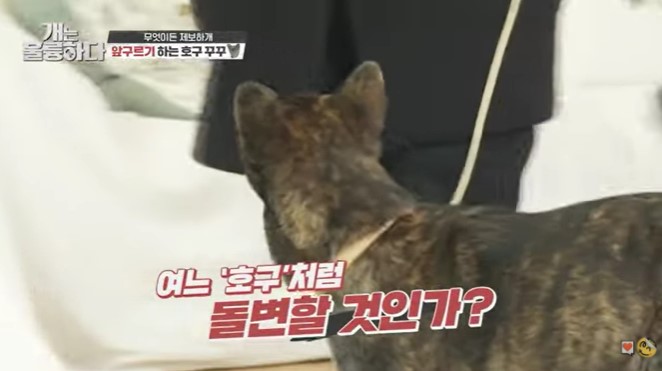 귀엽고 예쁜 누렁이 똘이. 아니, 그냥 똘이다. 누군가의 소중한 개, 그리고 가족./사진=똘이 보호자님