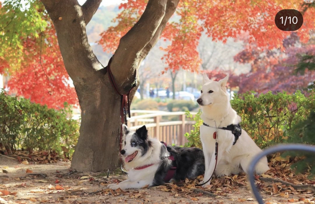 동작대교 밑에 버려졌었던 럭키는 이렇게 행복하게 웃을 줄 아는 개였다./사진=팅커벨프로젝트