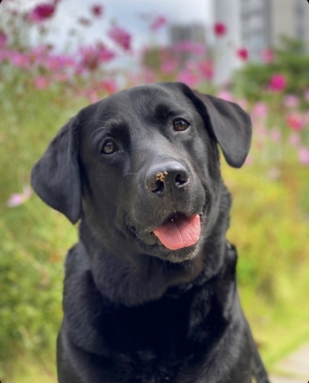 순한 꾸꾸가 나왔을 뿐인데 덧씌워진 빨간 글씨에 자극적인 자막. 이게 보는 이들에게 어떤 영향을 미칠줄은 알고 쓰는 것일지./사진=KBS 개는 훌륭하다 화면 캡쳐