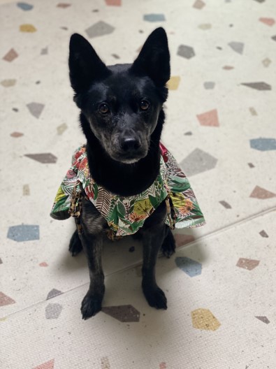 이런 말이 보는 이들에게 어떤 영향을 미칠줄 알고 하는 것인지./사진=KBS 개는 훌륭하다 화면 캡쳐