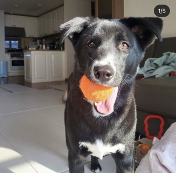 미오와 스노우. 똑같이 사랑하는 녀석들인데 털 색깔을 두고 혐오스럽다거나, 멋지다고 한다. 왜 그런 잣대를 함부로 들이대는가./사진=미오, 스노우 보호자님