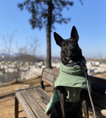 반려한지 2년차, 한 번도 짖지 않은 순한 아이. 그게 애곰이다. "생각보다 안 사납네." 그런 말조차 상처다. 사나울 거란 전제를 하고 무심히 던지는 말이라서./사진=애곰이 보호자님