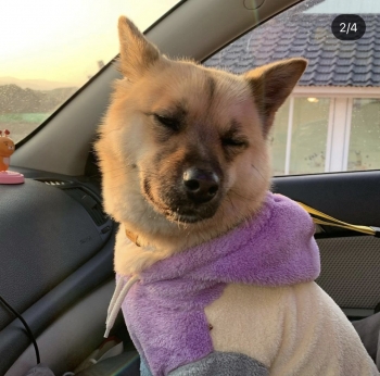 가슴팍이 하얀 달곰이. 사랑을 받은 덕분에 이렇게 늠름하고 멋진 개로 잘 자라고 있다./사진=달곰이 보호자님