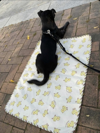 토르가 말티즈와 나란히 걷는 모습. 검은 개, 흰 개, 큰 개, 작은 개가 아니라 그냥 누군가의 사랑스런 개다./사진=토르 보호자님