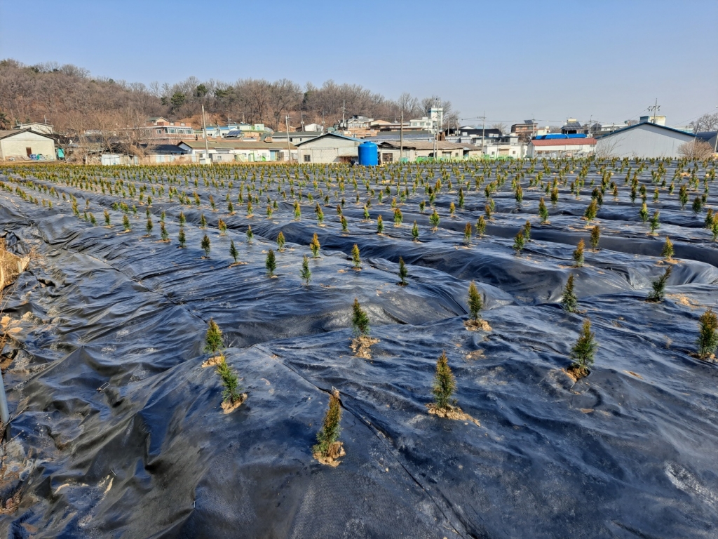 8일 LH공사 직원들의 투기 의혹이 제기된 경기도 시흥시 과림동 일대 토지. 농사와 상관없는 향나무가 심어져 있다/사진=홍순빈 기자