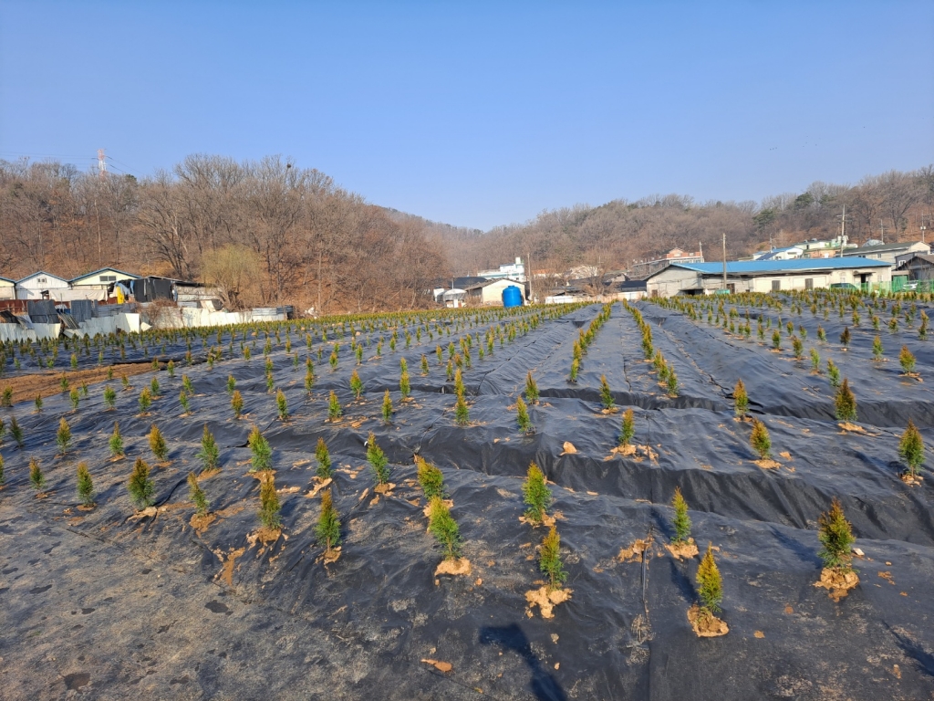 8일 LH공사 직원들의 투기 의혹이 제기된 경기도 시흥시 과림동 일대 토지. 농사와 상관없는 향나무가 심어져 있다/사진=홍순빈 기자