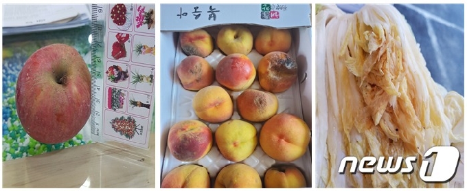 농산물 꾸러미로 배달된 불량 농산물들 (왼쪽부터 크기가 작은 사과, 상한 복숭아, 오래된 절임배추), 독자 제공 © 뉴스1