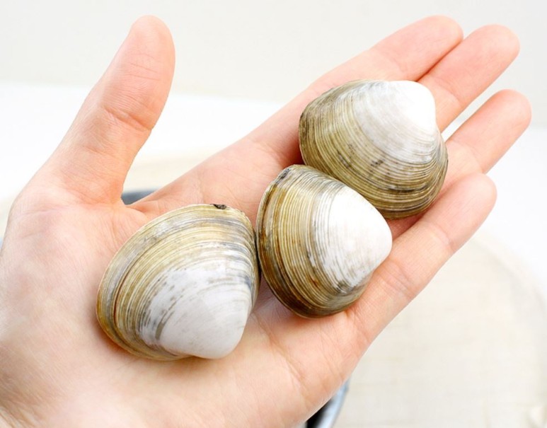 신선한 동죽/사진제공=피쉬세일