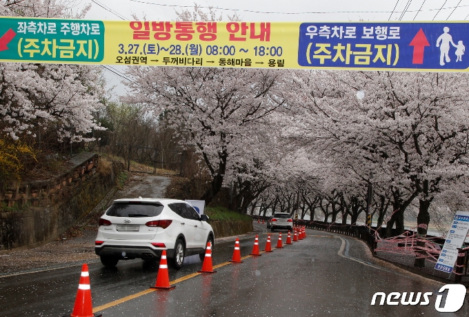 27일 전남 구례군 문척면 동해벚꽃길 양쪽으로 벚꽃이 만개해 '꽃터널'을 이루고 있다. 구례군은 코로나19 확산 예방과 원활한 교통 소통을 위해 이 구간을 일방통행로로 지정해 상춘객들의 '드라이브스루' 꽃구경을 유도하고 있다.2021.3.27/뉴스1 © News1 지정운 기자
