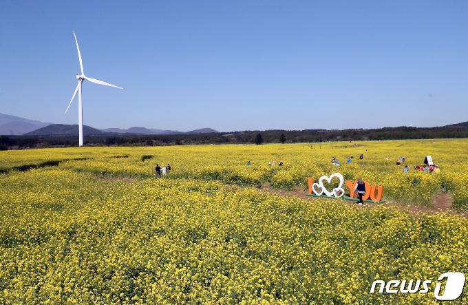 제38회 제주유채꽃축제가 개막한 6일 제주 서귀포시 표선면 가시리 유채꽃광장에서 관광객들이 봄 정취를 즐기고 있다. 서귀포시는 유채꽃광장에 입장할 수 있는 순간 최대 수용인원을 350명으로 제한해 축제를 운영하고 있다.2021.4.6/뉴스1 © News1 오현지 기자