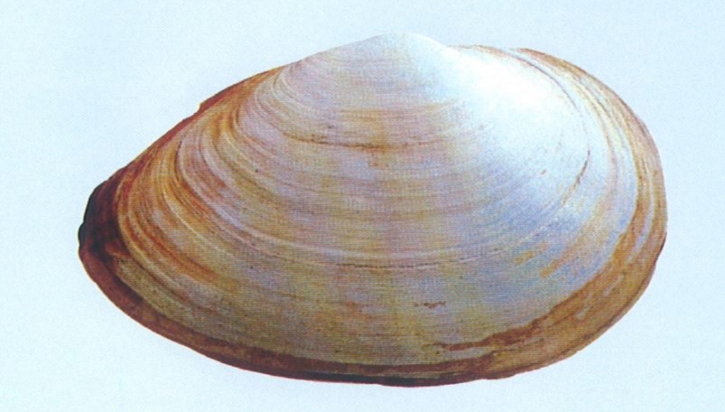 "제가 진짜 우럭입니다. 요새는 절 검색할 때 오히려 '우럭조개'라고 하더군요ㅠㅠ" /사진=국립수산과학원