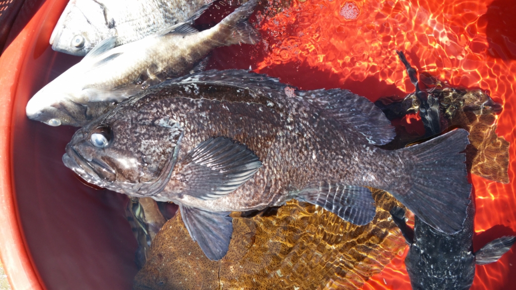 누루시볼락. 조피볼락보다 더 맛있는데 양식이 안된다. /사진=국립수산과학원