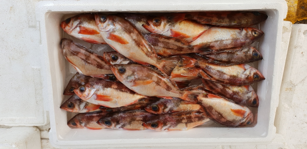 포항 어시장에서 판매중인 불볼락. /사진=국립수산과학원