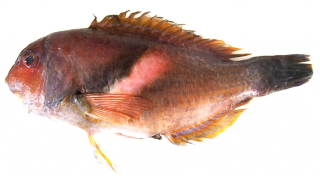 못생긴 걸로 유명한 호박돔. /사진=국립수산과학원