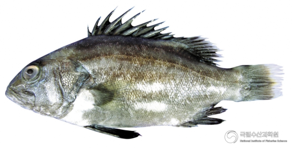 다 자라면 서장훈급으로 커지는 돗돔. 1년에 몇마리 안 잡혀 희소성이 높다. /사진=국립수산과학원