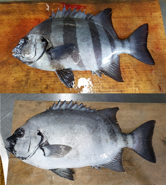 (위)줄무늬가 특징인 돌돔. (아래)성장하면서 줄무늬가 옅어진 수컷 돌돔. /사진=국립수산과학원