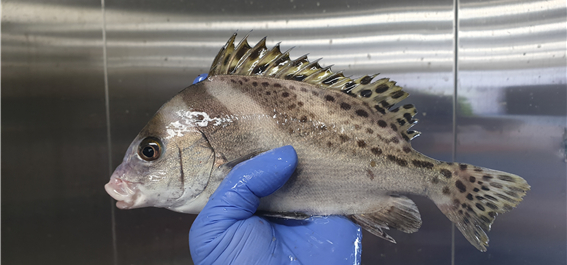 어름돔이 흔한 어종은 아니지만 회 맛은 좋다. /사진=국립수산과학원
