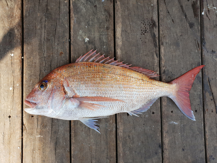 도미라 하면 통상 이와 같은 참돔을 말한다. /사진=국립수산과학원