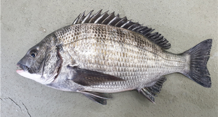 감생이, 감시라고도 불리는 감성돔. /사진=국립수산과학원