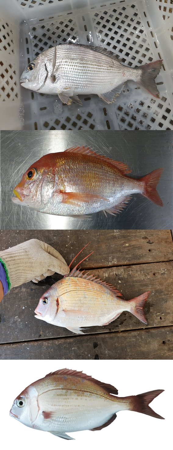 (위에서부터)청돔, 황돔, 녹줄돔, 붉돔. 참돔이나 감성돔만큼 많이 알려지진 않았지만 이들도 역시 도미라 불릴 수 있는 종류다. /사진=국립수산과학원